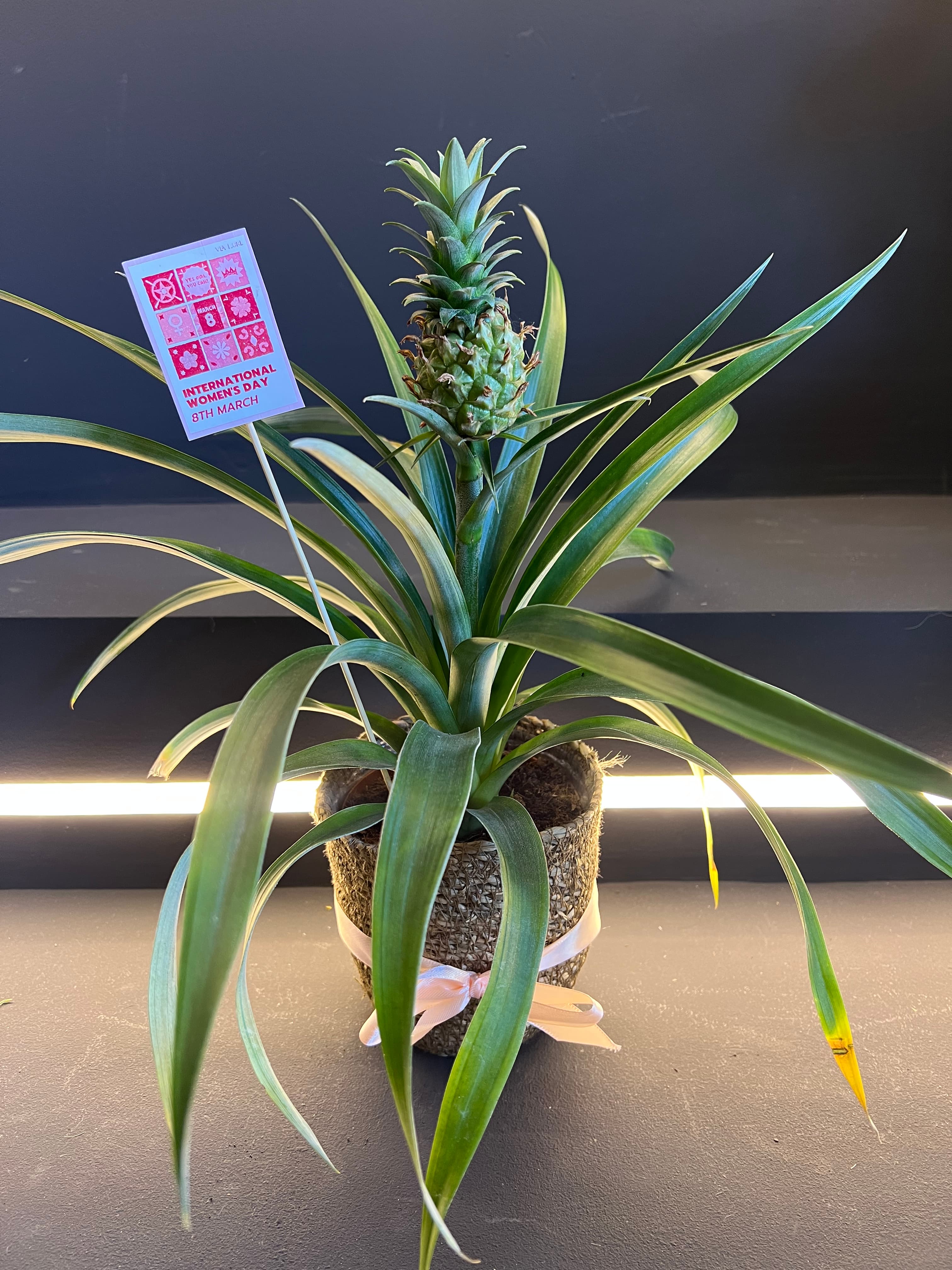 Ананас – декоративен